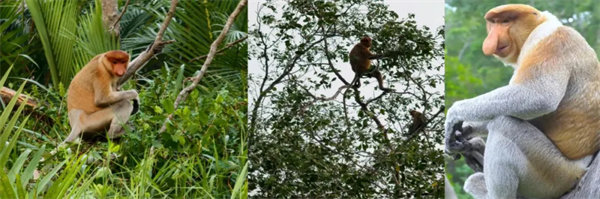 暢游碧海藍(lán)天，共筑團(tuán)隊夢想&mdash;博皓沙巴風(fēng)情之旅        -3